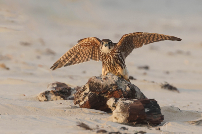 Vogel foto: Falco columbarius / Smelleken / Merlin