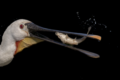 Vogel foto: Platalea leucorodia / Lepelaar / Eurasian Spoonbill