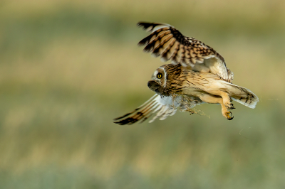 <i class='fa fa-user'></i> anevanrees |   Velduil  <i class='fa fa-eye'> 398</i>  <i class='fa fa-thumbs-up'> 22</i>   <i class='fa fa-comment-o'> 8</i>