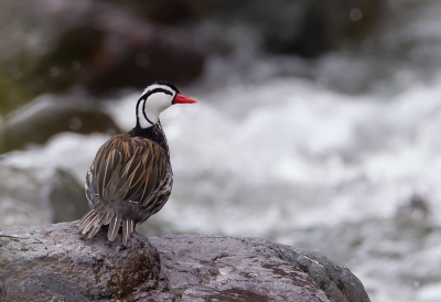 <i class='fa fa-user'></i> charlysax |   Bergbeekeend  <i class='fa fa-eye'> 175</i>  <i class='fa fa-thumbs-up'> 6</i>   <i class='fa fa-comment-o'> 5</i>