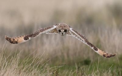 <i class='fa fa-user'></i> Ben Reitsma |   Velduil  <i class='fa fa-eye'> 492</i>  <i class='fa fa-thumbs-up'> 34</i>   <i class='fa fa-comment-o'> 13</i>