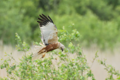 Vanuit de kijkhut de Auken gefotografeerd tijdens zijn rondvlucht langs de oevers van de plas. Kwam een aantal malen langs.