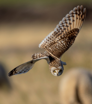 <i class='fa fa-user'></i> Ben Reitsma |   Velduil  <i class='fa fa-eye'> 498</i>  <i class='fa fa-thumbs-up'> 9</i>   <i class='fa fa-comment-o'> 20</i>