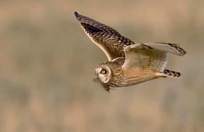 Vogel foto: Asio flammeus / Velduil / Short-eared Owl