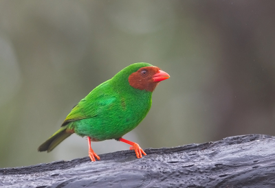 Bird picture: Chlorornis riefferii / Papegaaitangare / Grass-green Tanager