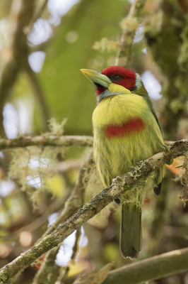 <i class='fa fa-user'></i> Paul van Giersbergen |   Bonte Baardvogel  <i class='fa fa-eye'> 110</i>  <i class='fa fa-thumbs-up'> 1</i>   <i class='fa fa-comment-o'> 1</i>