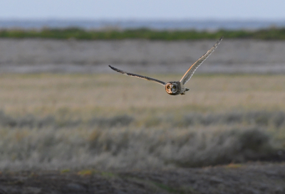 <i class='fa fa-user'></i> henkdikkers |   Velduil  <i class='fa fa-eye'> 403</i>  <i class='fa fa-thumbs-up'> 23</i>   <i class='fa fa-comment-o'> 15</i>