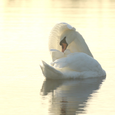 Bird picture: Cygnus olor / Knobbelzwaan / Mute Swan