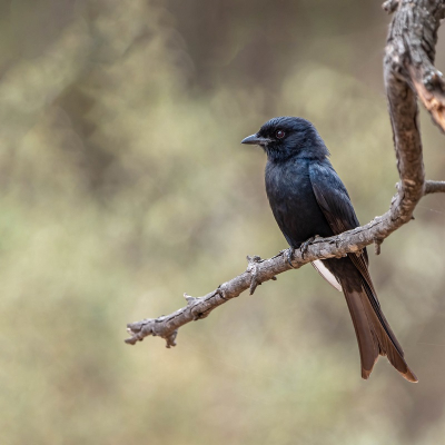 <i class='fa fa-user'></i> harrie69 |   Treurdrongo  <i class='fa fa-eye'> 145</i>  <i class='fa fa-thumbs-up'> 4</i>   <i class='fa fa-comment-o'> 4</i>