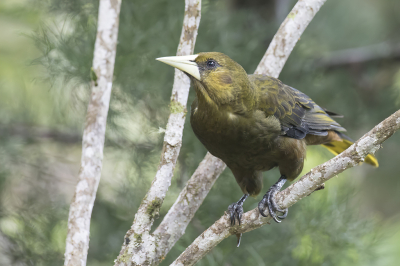 <i class='fa fa-user'></i> Paul van Giersbergen |   Groensnaveloropendola  <i class='fa fa-eye'> 105</i>  <i class='fa fa-thumbs-up'> 2</i>   <i class='fa fa-comment-o'> 0</i>