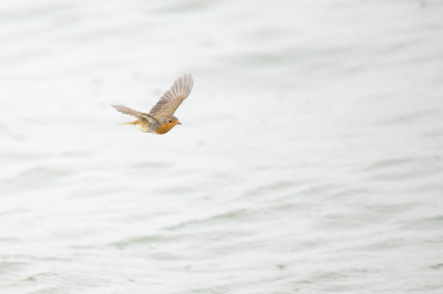 <i class='fa fa-user'></i> Hans Overduin |   Roodborst  <i class='fa fa-eye'> 262</i>  <i class='fa fa-thumbs-up'> 6</i>   <i class='fa fa-comment-o'> 6</i>