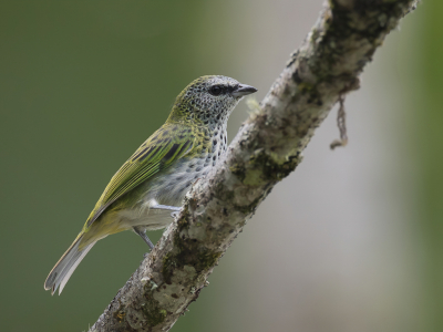 <i class='fa fa-user'></i> Paul van Giersbergen |   Druppeltangare  <i class='fa fa-eye'> 86</i>   <i class='fa fa-comment-o'> 0</i>