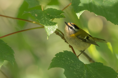 <i class='fa fa-user'></i> Vincent Vuik |   Vuurgoudhaan  <i class='fa fa-eye'> 258</i>  <i class='fa fa-thumbs-up'> 17</i>   <i class='fa fa-comment-o'> 12</i>