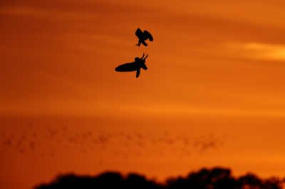 Deze opname gemaakt in dezelfde week toen het s'avonds nog prachtig weer was.
Nog na genietend van een mooie zonsondergang en de velduilen kreeg ik nog even een show voorgeschoteld in het allerlaatste licht.
met op de achtergrond een groep goudplevieren die opvliegen van de akkers.