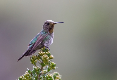 <i class='fa fa-user'></i> charlysax |   Bronsstaartkomeetkolibrie  <i class='fa fa-eye'> 108</i>  <i class='fa fa-thumbs-up'> 3</i>   <i class='fa fa-comment-o'> 2</i>