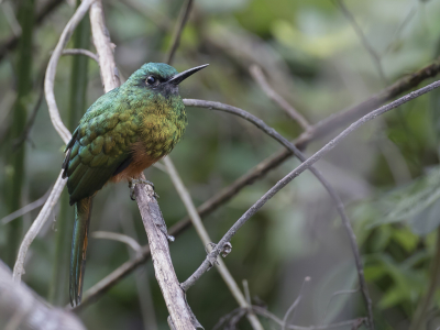 <i class='fa fa-user'></i> Paul van Giersbergen |   Blauwkruinglansvogel  <i class='fa fa-eye'> 87</i>   <i class='fa fa-comment-o'> 0</i>