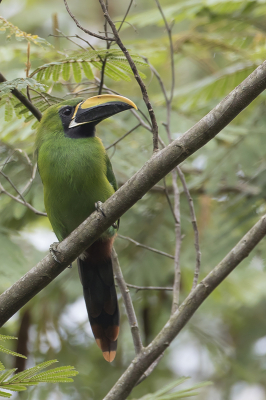 <i class='fa fa-user'></i> Paul van Giersbergen |   Zwartkeelarassari  <i class='fa fa-eye'> 103</i>   <i class='fa fa-comment-o'> 0</i>