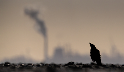 <i class='fa fa-user'></i> Hans Overduin |   Zwarte Kraai  <i class='fa fa-eye'> 235</i>  <i class='fa fa-thumbs-up'> 13</i>   <i class='fa fa-comment-o'> 13</i>