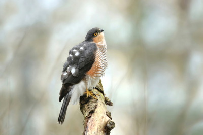 <i class='fa fa-user'></i> Frank Kremer |   Sperwer  <i class='fa fa-eye'> 379</i>  <i class='fa fa-thumbs-up'> 20</i>   <i class='fa fa-comment-o'> 15</i>