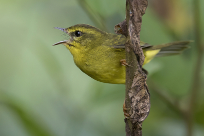 <i class='fa fa-user'></i> Paul van Giersbergen |   Cuzcozanger  <i class='fa fa-eye'> 153</i>  <i class='fa fa-thumbs-up'> 6</i>   <i class='fa fa-comment-o'> 2</i>