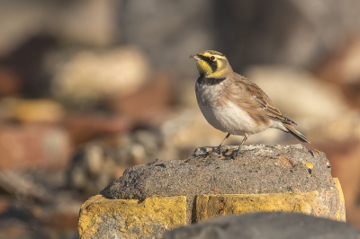 <i class='fa fa-user'></i> Annie Keizer |   Strandleeuwerik  <i class='fa fa-eye'> 316</i>  <i class='fa fa-thumbs-up'> 18</i>   <i class='fa fa-comment-o'> 16</i>