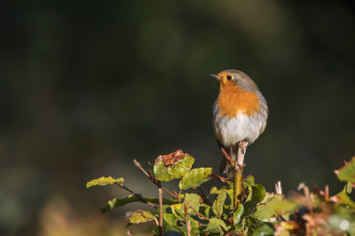 Op zoek naar mooie herfstkleuren om te fotograferen (dit keer geen vogelfoto's) zat ineens pal voor mijn neus, nagenoeg op ooghoogte, deze Roodborst in het zonnetje, vrij bovenop een laag struikje. Omdat ik de camera al paraat had, kon ik hem op de foto zetten, voordat hij wegvloog.