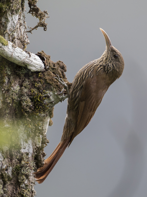 <i class='fa fa-user'></i> Paul van Giersbergen |   Inambarimuisspecht  <i class='fa fa-eye'> 143</i>  <i class='fa fa-thumbs-up'> 4</i>   <i class='fa fa-comment-o'> 3</i>