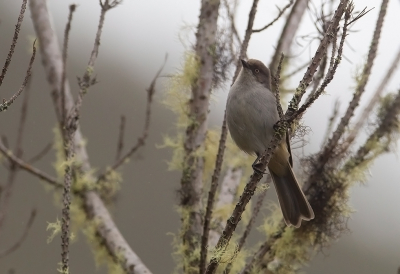 <i class='fa fa-user'></i> charlysax |   Geelooghemispingus  <i class='fa fa-eye'> 126</i>  <i class='fa fa-thumbs-up'> 2</i>   <i class='fa fa-comment-o'> 4</i>