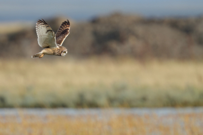 Ik vond dit nog wel een leuk plaatje van een velduil die door de sterke wind gaat staan bidden net als een torenvalk, heel apart had ik nog nooit gezien.
Bijzondere vogels die velduilen en hoop dat het seizoen nog lang mag doorgaan.