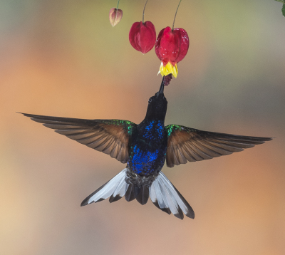 <i class='fa fa-user'></i> Arie G |   Witstaarthoornkolibrie  <i class='fa fa-eye'> 186</i>  <i class='fa fa-thumbs-up'> 4</i>   <i class='fa fa-comment-o'> 4</i>