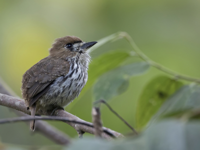 <i class='fa fa-user'></i> Paul van Giersbergen |   Kleine Trappist  <i class='fa fa-eye'> 132</i>  <i class='fa fa-thumbs-up'> 4</i>   <i class='fa fa-comment-o'> 0</i>