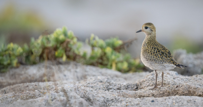 <i class='fa fa-user'></i> Hans Overduin |   Goudplevier  <i class='fa fa-eye'> 278</i>  <i class='fa fa-thumbs-up'> 17</i>   <i class='fa fa-comment-o'> 10</i>