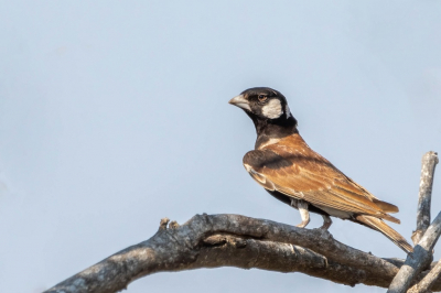 <i class='fa fa-user'></i> harrie69 |   Bruinrugvinkleeuwerik  <i class='fa fa-eye'> 149</i>  <i class='fa fa-thumbs-up'> 1</i>   <i class='fa fa-comment-o'> 0</i>