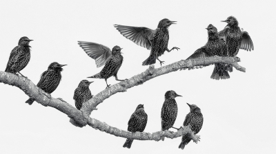 <i class='fa fa-user'></i> corvanspijk |   Spreeuw  <i class='fa fa-eye'> 270</i>  <i class='fa fa-thumbs-up'> 31</i>   <i class='fa fa-comment-o'> 15</i>