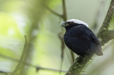 <i class='fa fa-user'></i> Paul van Giersbergen |   Witkruinmanakin  <i class='fa fa-eye'> 135</i>  <i class='fa fa-thumbs-up'> 2</i>   <i class='fa fa-comment-o'> 1</i>