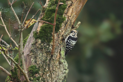 <i class='fa fa-user'></i> Frank Kremer |   Kleine Bonte Specht  <i class='fa fa-eye'> 298</i>  <i class='fa fa-thumbs-up'> 9</i>   <i class='fa fa-comment-o'> 5</i>