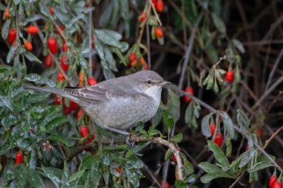 <i class='fa fa-user'></i> pjvantuil |   Sperwergrasmus  <i class='fa fa-eye'> 280</i>  <i class='fa fa-thumbs-up'> 12</i>   <i class='fa fa-comment-o'> 3</i>