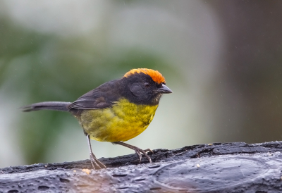 <i class='fa fa-user'></i> charlysax |   Roodnekstruikgors  <i class='fa fa-eye'> 138</i>  <i class='fa fa-thumbs-up'> 2</i>   <i class='fa fa-comment-o'> 2</i>