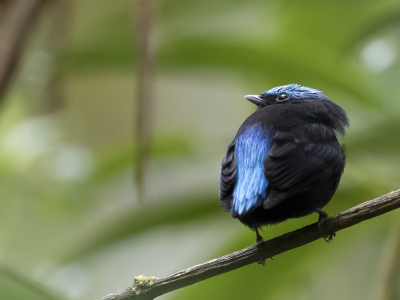 <i class='fa fa-user'></i> Paul van Giersbergen |   Blauwkapmanakin  <i class='fa fa-eye'> 133</i>  <i class='fa fa-thumbs-up'> 2</i>   <i class='fa fa-comment-o'> 3</i>