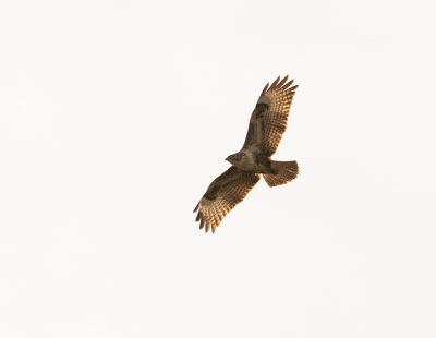 Deze roofvogel vloog boven de binnenstad van Utrecht. 
Aangezien je een naam in moet vullen om deze opname in het determinatie album te kunnen plaatsen heb ik de buizerd ingevuld, volgens mij is  het geen buizerd maar welke soort het wel is heb ik geen idee. Ik ben wel heel benieuwd naar de soort.