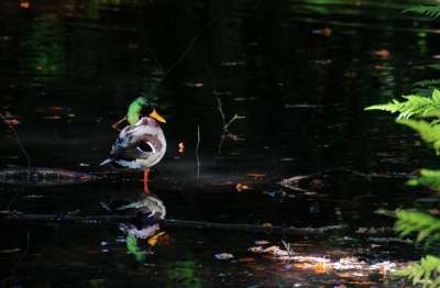 <i class='fa fa-user'></i> hesterb |   Wilde Eend  <i class='fa fa-eye'> 106</i>  <i class='fa fa-thumbs-up'> 1</i>   <i class='fa fa-comment-o'> 20</i>