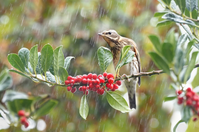 <i class='fa fa-user'></i> corvanspijk |   Koperwiek  <i class='fa fa-eye'> 169</i>  <i class='fa fa-thumbs-up'> 8</i>   <i class='fa fa-comment-o'> 20</i>