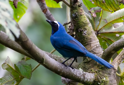 <i class='fa fa-user'></i> charlysax |   Witkraaggaai  <i class='fa fa-eye'> 125</i>  <i class='fa fa-thumbs-up'> 6</i>   <i class='fa fa-comment-o'> 1</i>