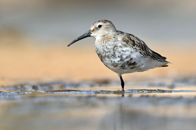 Een aantal bonte strandlopers foerageerden en rustten bij een poel aan het strand. Liggend in het zand mooi kunnen fotograferen, rustende vogel bij lage iso.

Voor meer foto's: https://www.jaapvuijk.nl/birds-of-a-feather/