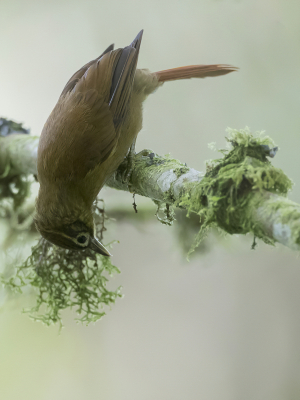 <i class='fa fa-user'></i> Paul van Giersbergen |   Bergbladspeurder  <i class='fa fa-eye'> 117</i>  <i class='fa fa-thumbs-up'> 1</i>   <i class='fa fa-comment-o'> 1</i>