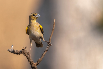 <i class='fa fa-user'></i> harrie69 |   Spiegelwidavink  <i class='fa fa-eye'> 208</i>  <i class='fa fa-thumbs-up'> 5</i>   <i class='fa fa-comment-o'> 6</i>