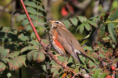 Ik heb deze soort voor het eerst in onze tuin gezien. Hij vind de lijsterbes vast lekker.