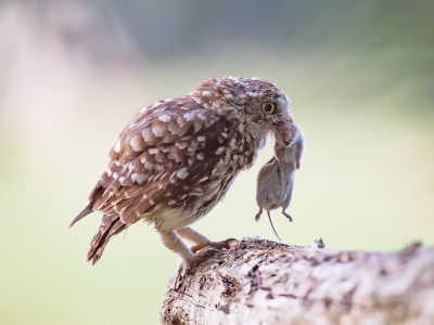 Zodra de uil een muis gevangen heeft vliegt hij vaak eerst naar een paal, waar hij zijn prooi doodbijt. Meestal is dit wat verder weg. In dit geval kon hij niet dichter bij mij komen en mocht ik het schouwspel vanaf een meter of 7 gadeslaan.