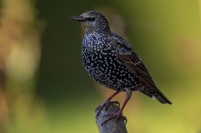 <i class='fa fa-user'></i> Freddy69 |   Spreeuw  <i class='fa fa-eye'> 86</i>   <i class='fa fa-comment-o'> 20</i>