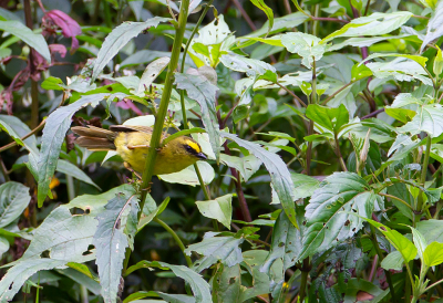 <i class='fa fa-user'></i> charlysax |   Parodi's Hemispingus  <i class='fa fa-eye'> 113</i>  <i class='fa fa-thumbs-up'> 1</i>   <i class='fa fa-comment-o'> 0</i>